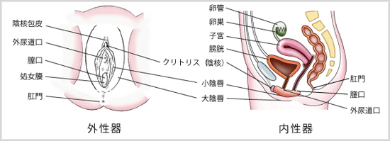 マンコ 外陰部 年齢別 大陰唇のたるみやシワの原因と解決方法3選 | コラム一覧｜ 東京 ...