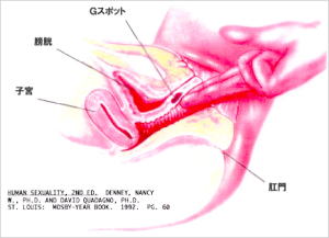 SEX感度を高めたい
